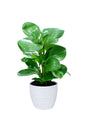 Peperomia Obtusifolia Ornamental Plant with glossy green leaves in a white ceramic pot