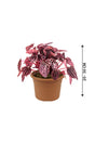 Red Luna - Peperomia Caperata - Plantsworld.ae