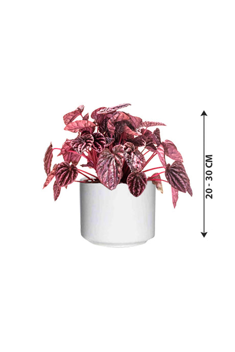 Red Luna - Peperomia Caperata - Plantsworld.ae