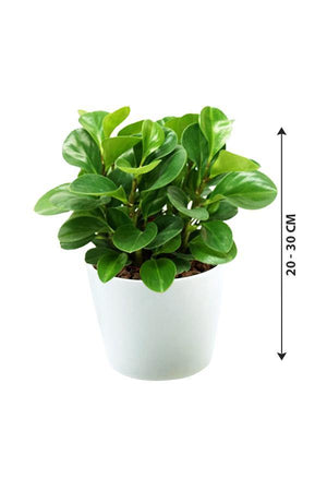 Peperomia Obtusifolia - Plantsworld.ae - {{ varient.name }}