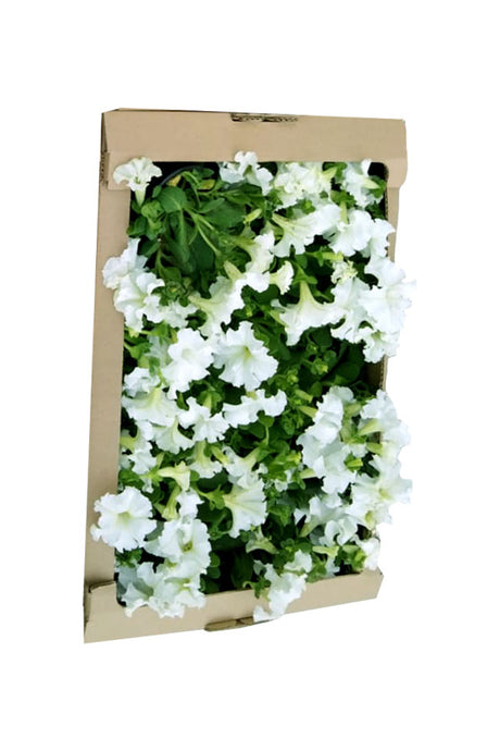 Petunia - Outdoor Seasonal Flowering Plant - Plantsworld.ae