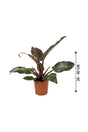Philodendron-imperial Red-air purifying houseplant - Plantsworld.ae - {{ varient.name }}