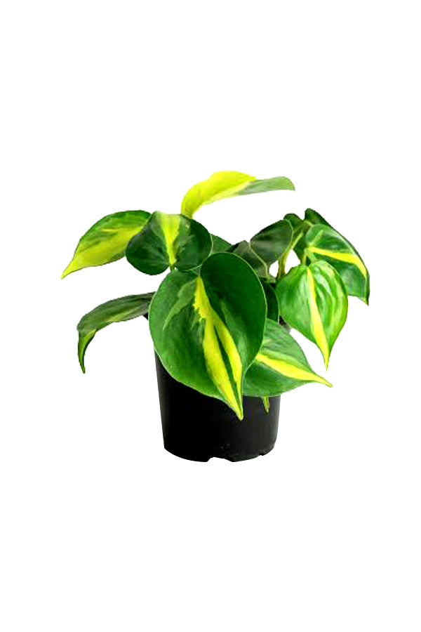 Philodendron Brazil (Heart leaf Philodendron) - Plantsworld.ae