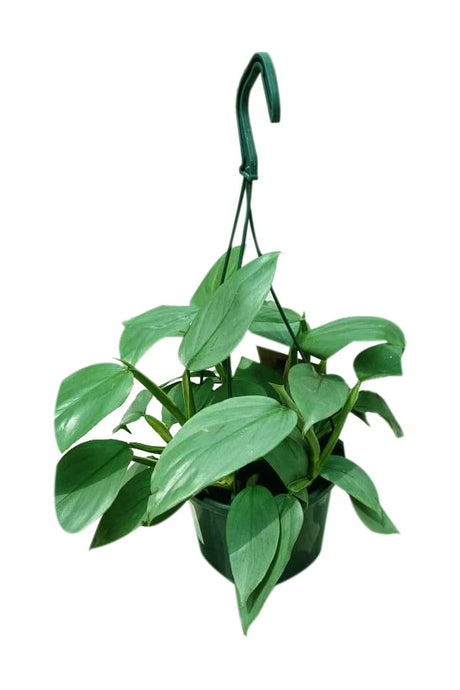 Philodendron Hastatum Silver Sword plant with metallic silver-green climbing foliage