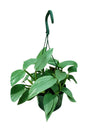 Philodendron Hastatum Silver Sword plant with metallic silver-green climbing foliage