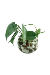 Philodendron Scandens - Heartleaf philodendron water plant with trailing vines and heart-shaped leaves