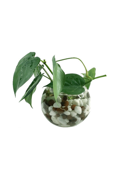 Philodendron Scandens - Heartleaf philodendron water plant with trailing vines and heart-shaped leaves
