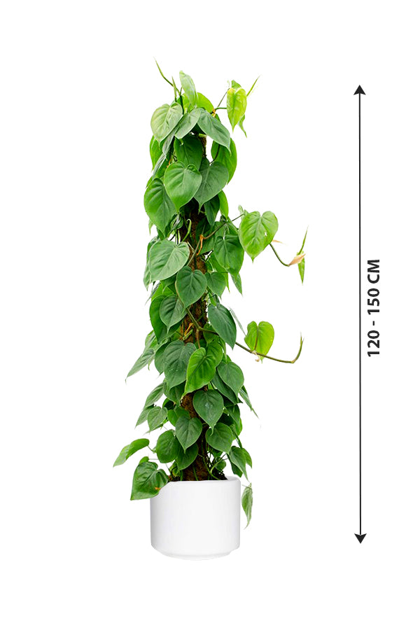 Philodendron Scandens - Air Purifying Indoor Plant - Plantsworld.ae