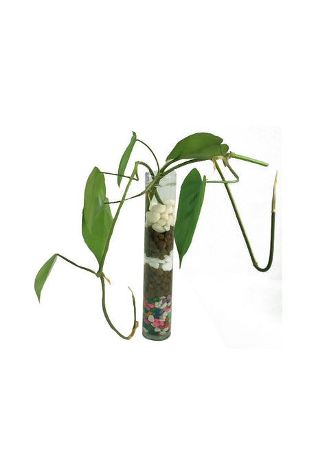 Heartleaf Philodendron - Philodendron Scandens - Plantsworld.ae