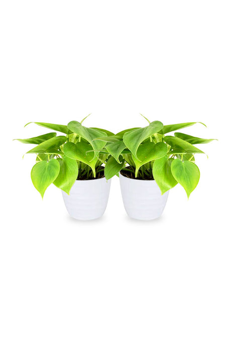 Buy One Get One Free Philodendron Small Air Purifying Indoor Plant - PlantsWorld.ae

