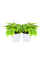 Buy One Get One Free Philodendron Small Air Purifying Indoor Plant - PlantsWorld.ae

