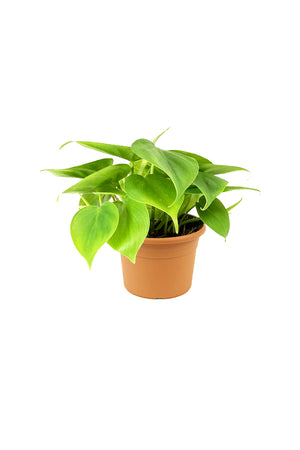 Philodendron Scandens Small - Plantsworld.ae