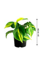 Philodendron Brazil (Heart leaf Philodendron) - Plantsworld.ae