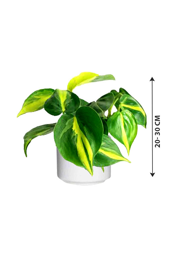 Philodendron Brazil (Heart leaf Philodendron) - Plantsworld.ae
