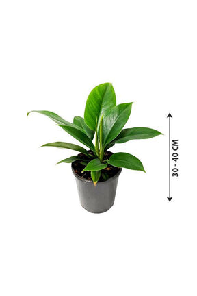 Philodendron Imperial Queen -Air Purifying Houseplant - Plantsworld.ae - {{ varient.name }}