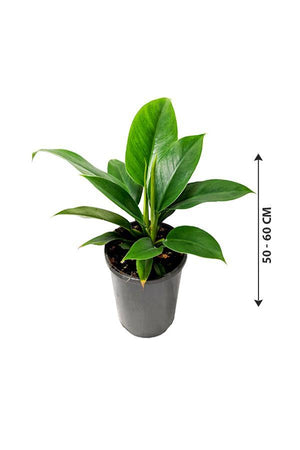 Philodendron Imperial Queen -Air Purifying Houseplant - Plantsworld.ae - {{ varient.name }}