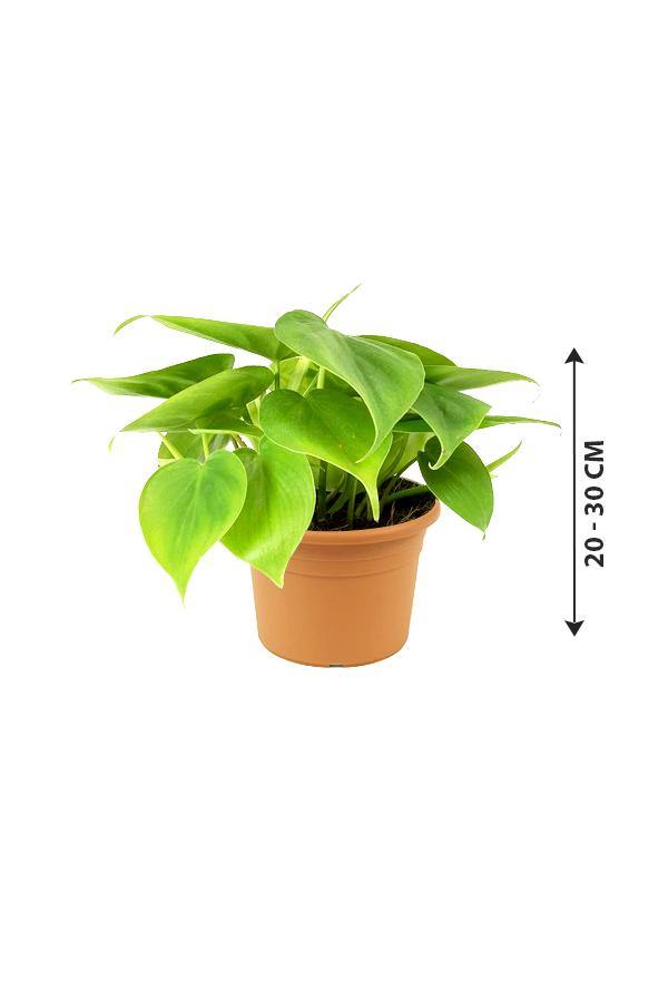 Philodendron Small-air purifying indoor plant - Plantsworld.ae - {{ varient.name }}