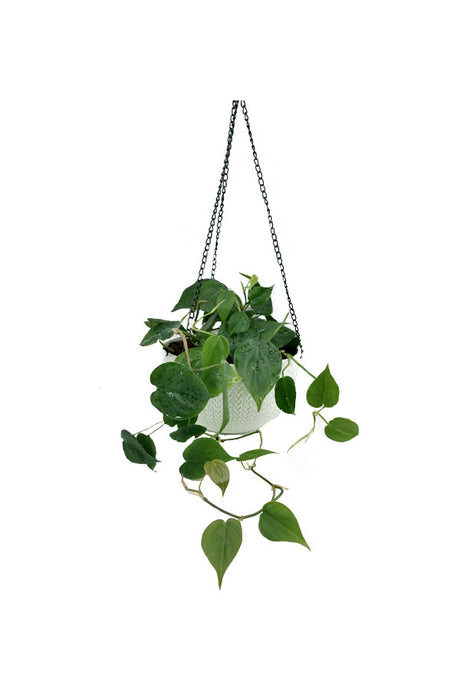 Philodendron Brazil - Hanging - Plantsworld.ae