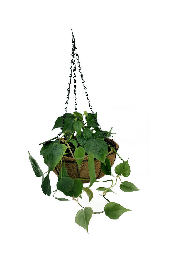 Philodendron Brazil - Hanging - Plantsworld.ae