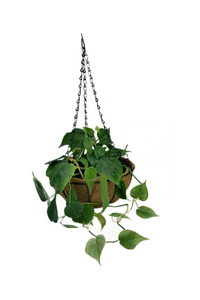Philodendron Brazil - Hanging - Plantsworld.ae
