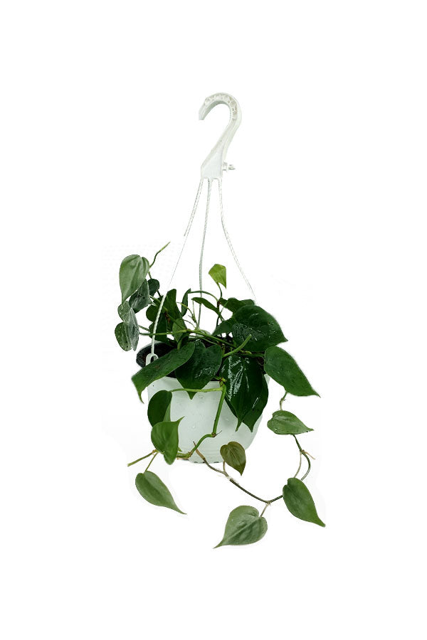Philodendron Brazil - Hanging - Plantsworld.ae