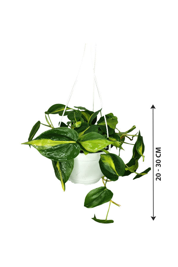 Philodendron Brazil - Hanging - Plantsworld.ae