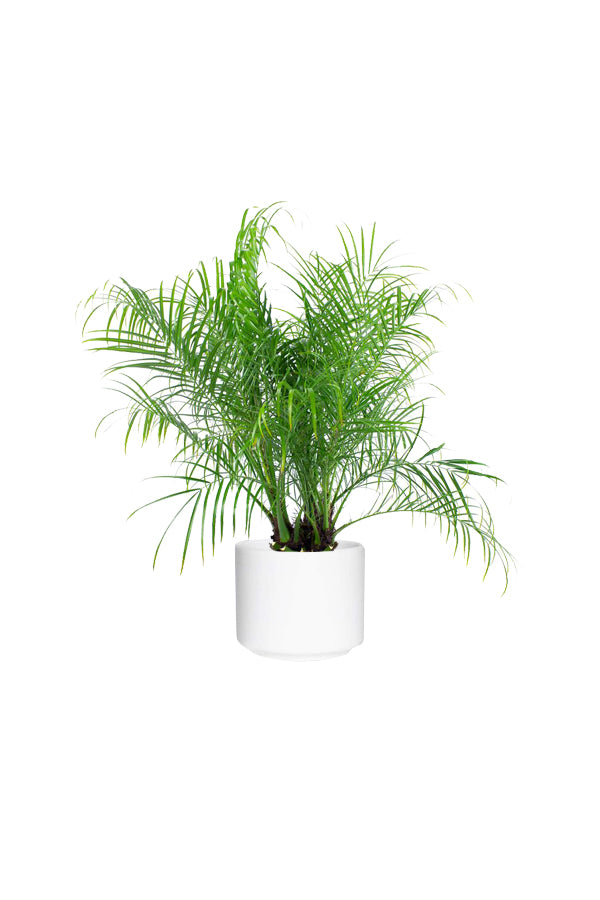 Phoenix Roebelenii - Indoor Pygmy Palm - Plantsworld.ae