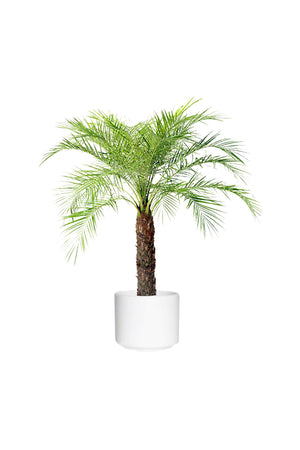 Phoenix Roebelenii - Pygmy Date Palm with arching fronds in a white ceramic pot, indoor plant for home décor

