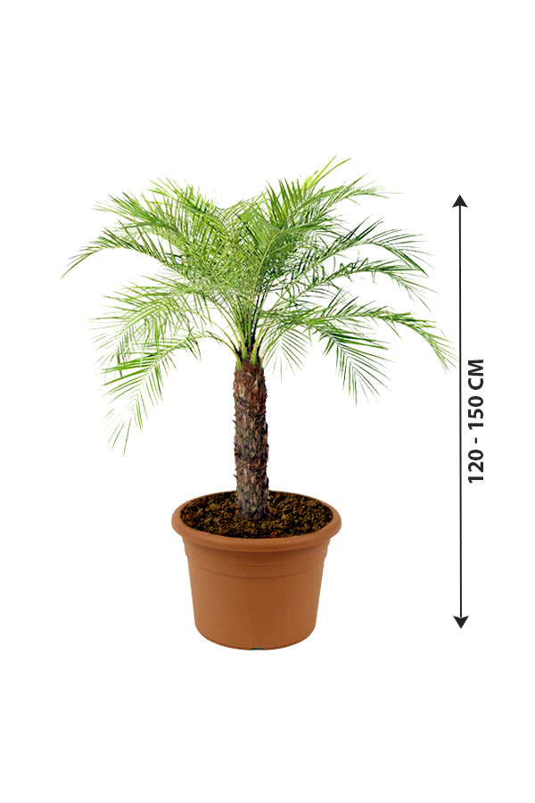Phoenix Roebelenii - Indoor Pygmy Palm - Plantsworld.ae