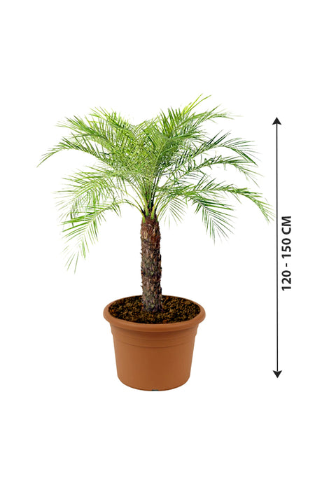 Phoenix Roebelenii - Indoor Pygmy Palm - Plantsworld.ae