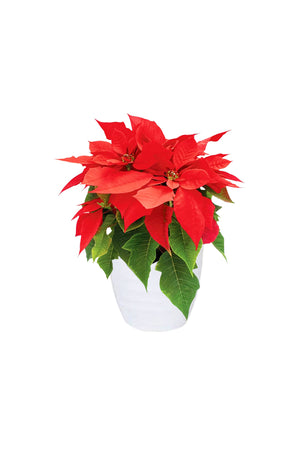 Poinsettia - Christmas Flower Plant - Plantsworld.ae