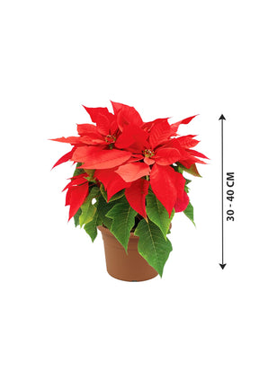 Poinsettia - Christmas Flower Plant - Plantsworld.ae