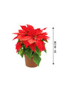Poinsettia - Christmas Flower Plant - Plantsworld.ae