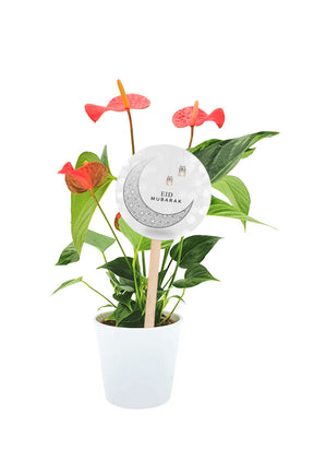 Red Anthurium Flowering Plant Eid Gift in Elegant White Pot
