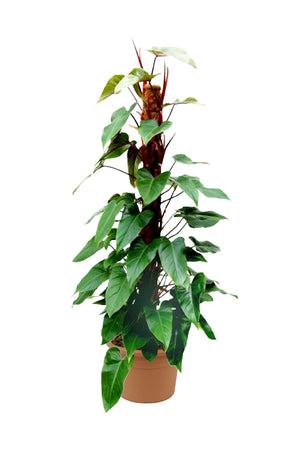 Red Emerald Philodendron - Philodendron Erubescens - Plantsworld.ae