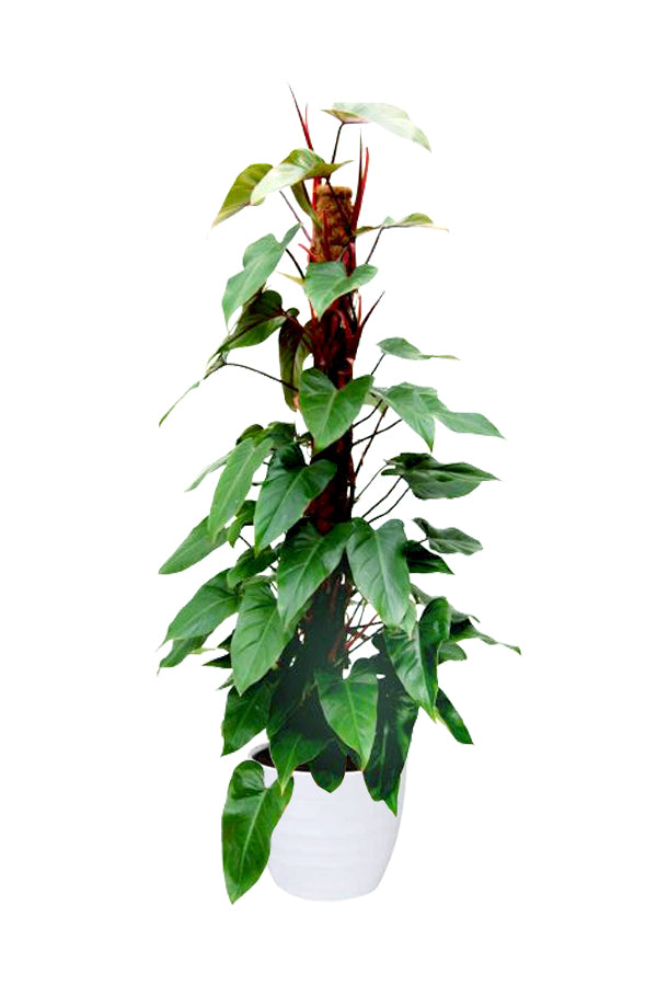 Red Emerald Philodendron (Philodendron Erubescens) with glossy green leaves and red stems in a ceramic  pot

