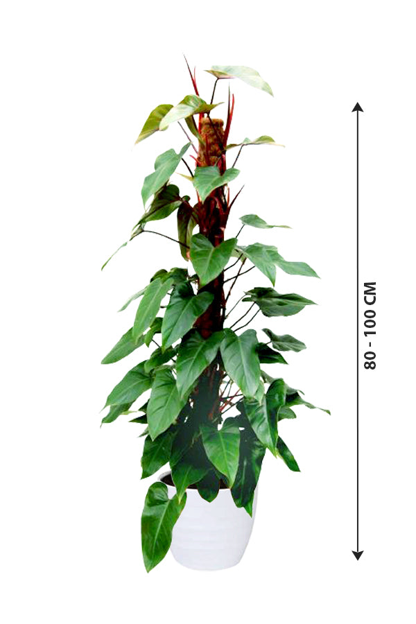 Red Emerald Philodendron - Philodendron Erubescens - Plantsworld.ae