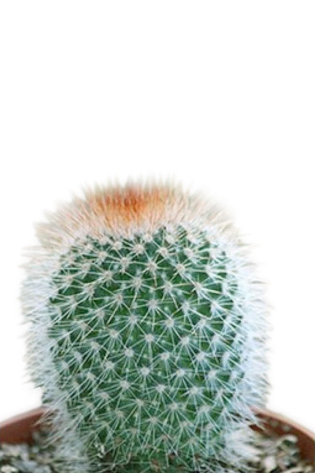 Red Headed Irishman Cactus - Cactus & Succulents - Plantsworld.ae