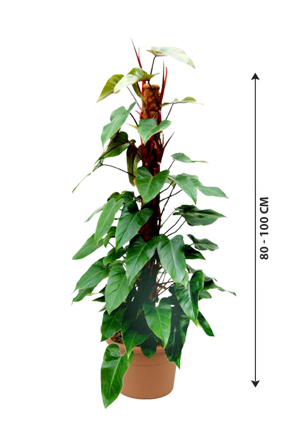 Red Emerald Philodendron - Philodendron Erubescens - Plantsworld.ae