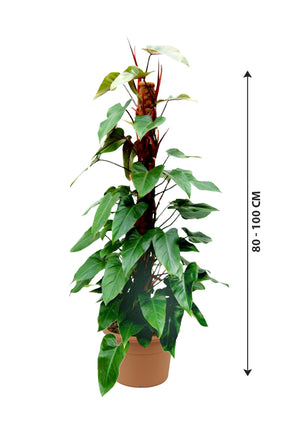 Red Emerald Philodendron - Philodendron Erubescens - Plantsworld.ae
