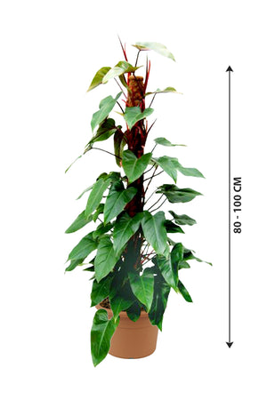 Red Emerald Philodendron - Philodendron Erubescens - Plantsworld.ae