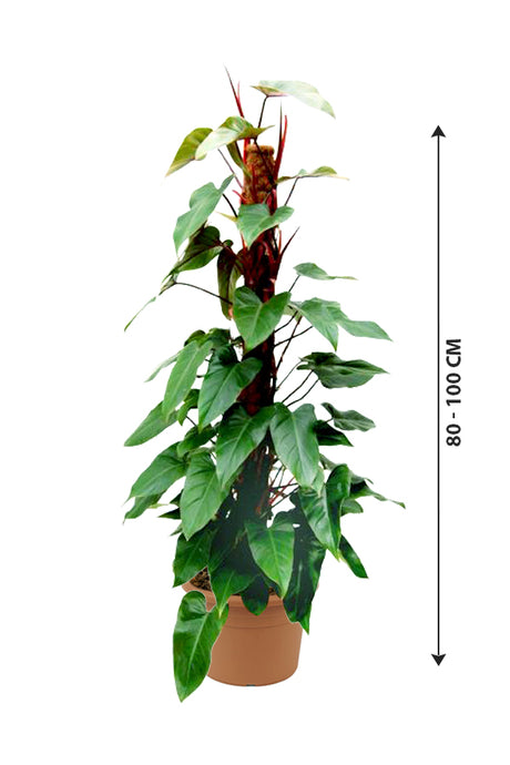 Red Emerald Philodendron - Philodendron Erubescens - Plantsworld.ae