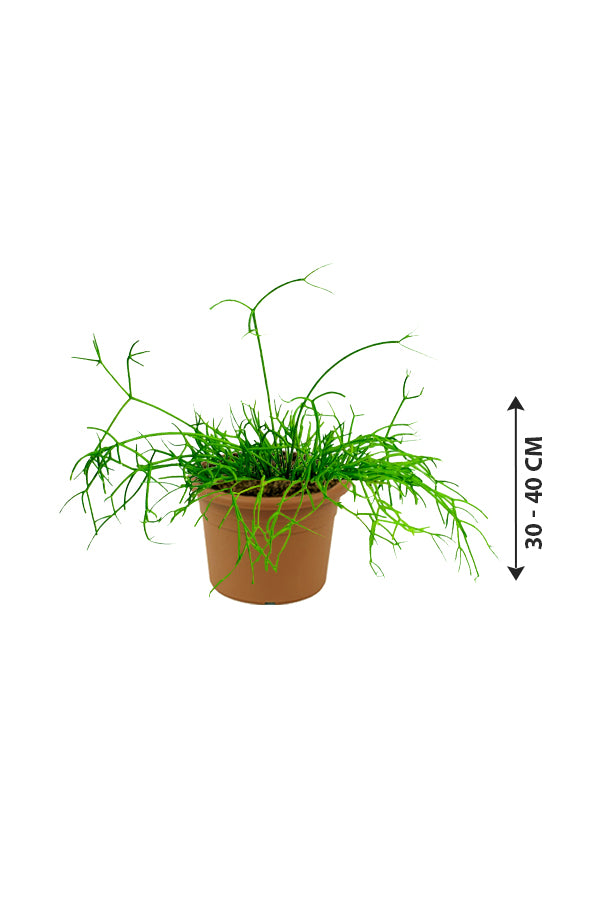 Rhipsalis - Mistletoe Cactus - Plantsworld.ae