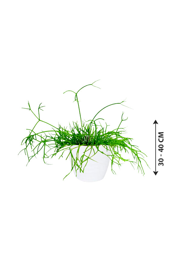 Rhipsalis - Mistletoe Cactus - Plantsworld.ae