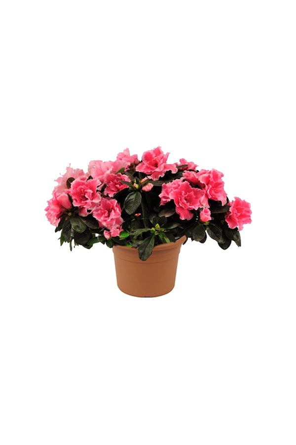 Azalea - Rhododendron Simsii - Plantsworld.ae