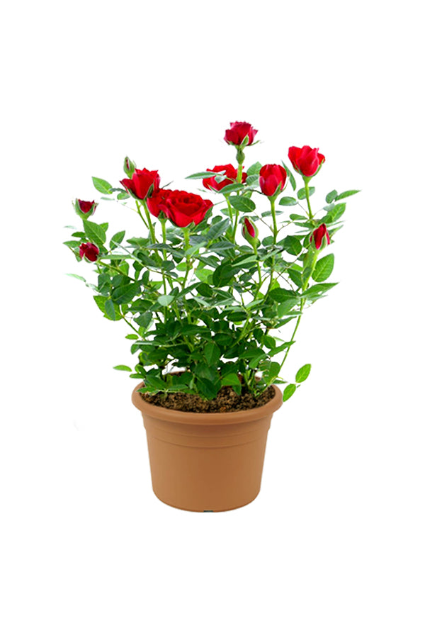 Rose - Indoor Flowering Plant - Plantsworld.ae