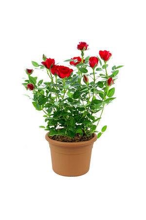 Rose - Indoor Flowering Plant - Plantsworld.ae