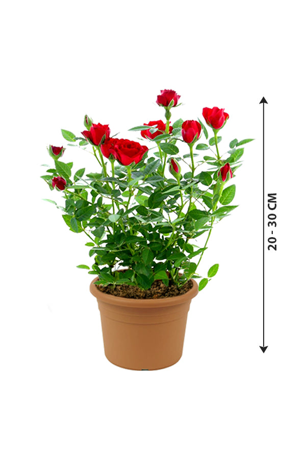Rose - Indoor Flowering Plant - Plantsworld.ae