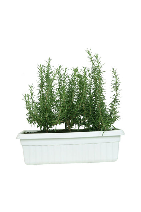 Rose Mary - Salvia Rosemarinus - In Rectangular Pot - Plantsworld.ae