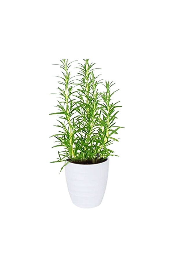 Titanium Combo - Saloon & Spa Package - Plantsworld.ae